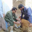 برگزاری اردوی جهادی دامپزشکی در نهاوند