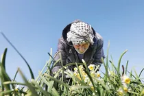 سپیدی نرگس در دل خوزستان