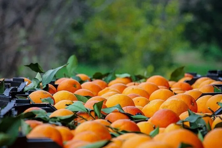 تسهیلات سرمایه در گردش برای محصولات باغی پرداخت می‌شود
