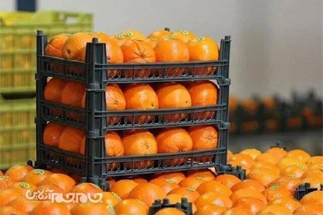خریداری ۵۰۰ تن میوه شب عید در چهارمحال و بختیاری 