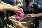 گل محمدی فارس در چنگال دلالان