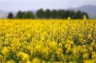 خرید ۵۵ هزار تن کلزا از کشاورزان خوزستانی