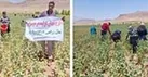 برداشت گلرنگ از مزارع طرح جهش تولید در دیمزارهای بخش کمه