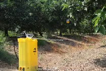 ۴۵ درصد سموم شمال برای مقابله با مگس مدیترانه‌ای مصرف می شود