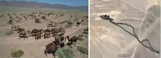 هوشمند سازی 13 گله شتر استان یزد