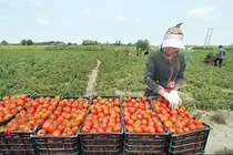 استان‌های جنوبی، سرآمد کشاورزی زمستانی