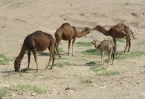 آغاز کوچ بهاره عشایر پرورش‌دهنده شتر از خنج فارس