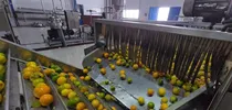تنها حدود ۱۰ تا ۲۰ درصد پرتقال گیلان وارد چرخه فرآوری می‌شود