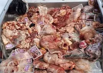 کشف و معدوم سازی یک تن اسکلت مرغ غیر بهداشتی