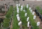مطالعات پژوهشی بر روی گیاهان سازگار و مقاوم با شرایط اقلیمی خوزستان