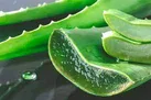 هشت خاصیت آنتی اکسیدانی آلوئه ورا