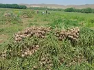 برداشت ۱۸ هزار تن سیر از مزارع آذربایجان‌شرقی