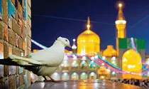 کفترای حرم امام رضا(ع)