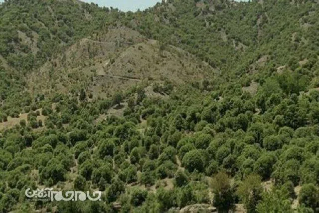 ایجاد ۳۲ هزار هکتار جنگل و جذب ۲ میلیون تن گرد و غبار