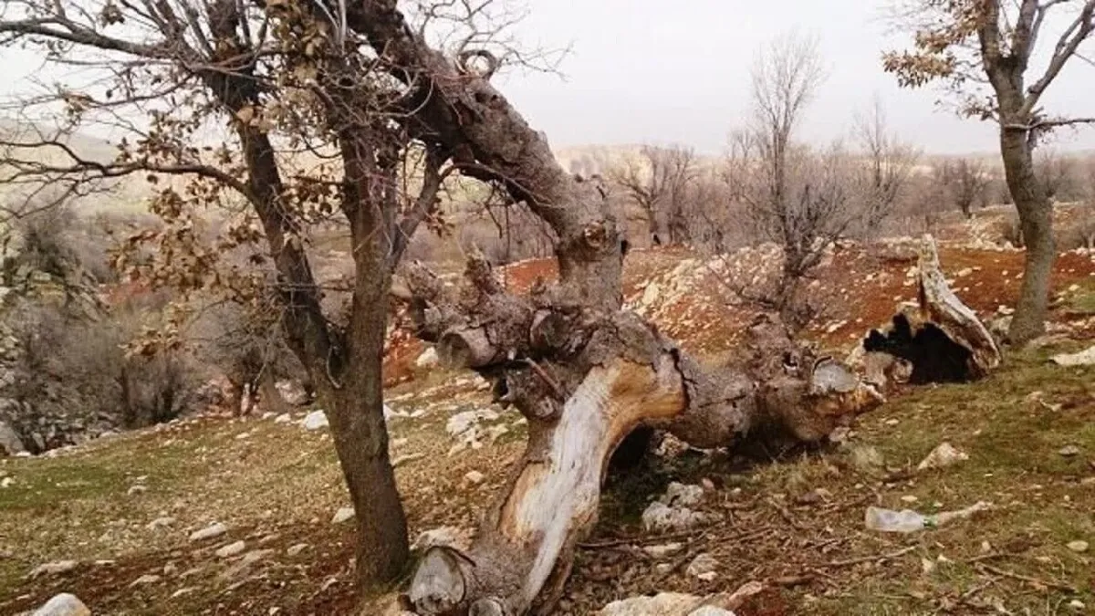 جولان آفات و بیماری در 2 میلیون هکتار از جنگل‌های زاگرس
