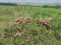 برداشت ۱۸ هزار تن سیر از مزارع آذربایجان‌شرقی