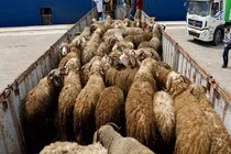 کشف احشام قاچاق در آوج 