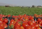 برداشت گوجه فرنگی از زمین‌های کشاورزی بندرعباس