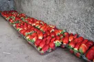 کشف ۱۷۹ کیلو تریاک در پوشش بار توت فرنگی
