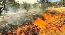 آتش‌سوزی دامنه کوه شنه‌چیر ایلام مهار شد