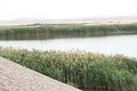 طغیان پشه‌ها در یزد؛ مسئولان در آزمون مدیریت بحران!