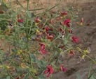 آشنایی با خواص گیاه خارشتر