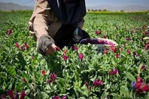 اشتغال پایدار در سیستان و بلوچستان با فرآوری گیاهان دارویی