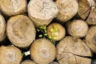 تاراج طبیعت زنجان با قاچاق چوب