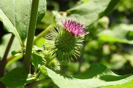 گیاهی بی رحم برای درمان قطعی سنگ کلیه