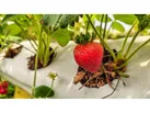 کارآفرین روستای احمدآباد کلیج 5 نفر را مشغول به کار کرد
