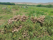 برداشت ۱۸ هزار تن سیر از مزارع آذربایجان‌شرقی