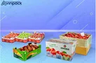 راز مورد توجه قرار گرفتن بسته بندی های صادراتی سیب در آذربایجان غربی