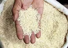 برداشت برنج در ۱۰۰ هکتار از اراضی آبدانان آغاز شد
