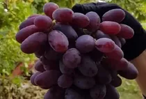 پیش‌بینی برداشت ۸۵ هزار تن انگور در باغات کرمانشاه