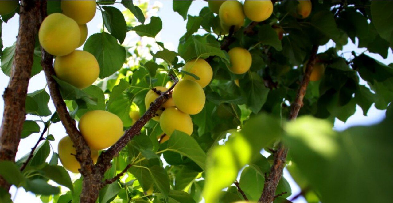 پیش‌بینی برداشت ۱۰۰۰ تن زردآلو از باغات شهرستان سامان