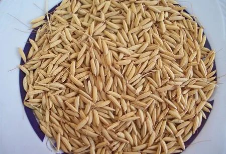 کشف ۲۱ هزار کیلو شلتوک قاچاق در ایذه