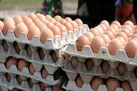 عرضه گسترده تخم مرغ با قیمت شانه ای ۴۲۵۰۰ تومان از امروز