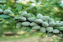 20 میلیارد درآمد از هر هکتار با کاشت ترکیبی گردو و بادام اصلاح‌شده دیرگل/ مشاوره رایگان خانم باقری