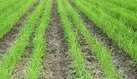 رشد ۱۱۵ درصدی اشتغال در بخش کشاورزی ایلام