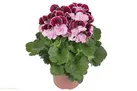 گل‌ برای گل