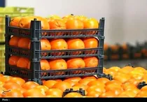 توزیع میوه تنظیم بازار در یزد آغاز شد