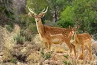 اقدامات زیست محیطی ایران خودرو خراسان به عنوان صنعت سبز کشور
