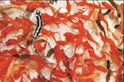 خزیدن روی هفت سین!
