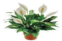 گل چمچه‌ای یا برگ‌قاشقی، گلی به جای یک گلخانه