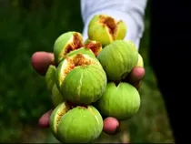 شتاب در صنایع فرآوری انجیر