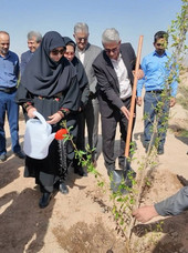 بازدید رئیس سازمان محیط زیست از پارک جنگلی زاهدان