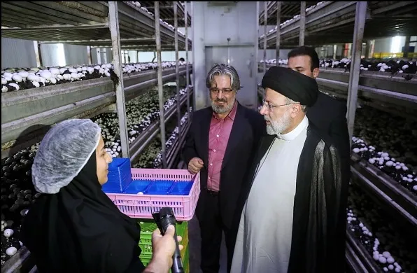 رییس جمهور از واحد پرورش قارچ در سروآباد بازدید کرد