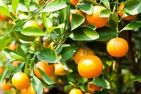 حقایقی از خواص و ارزش غذایی نارنج که نمی‌دانید