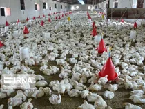 اجرایی شدن  نخستین کشتارگاه صنعتی طیور جنوب سیستان و بلوچستان در روستای پلانی