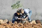 درخت «یاری» بنشان